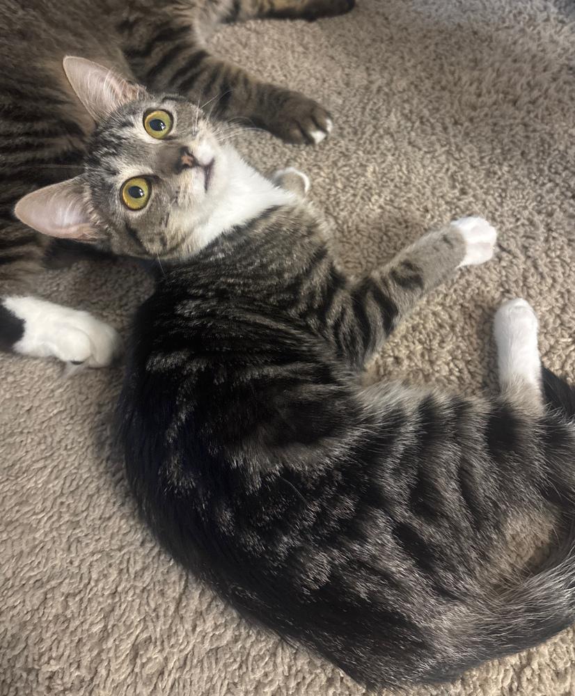 Trix, Adoptable, Kitten Male Domestic Short Hair.