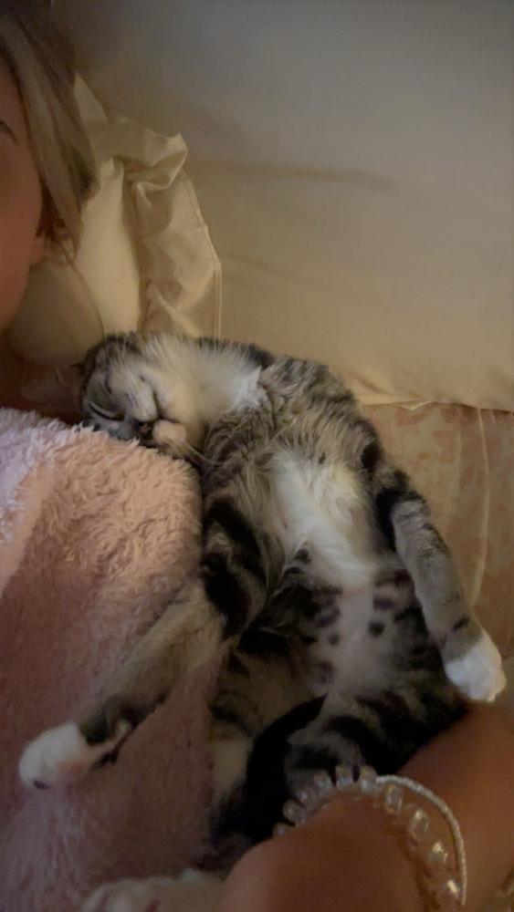 Trix, a Adoptable Domestic Short Hair in Statesboro, GA image 2/3