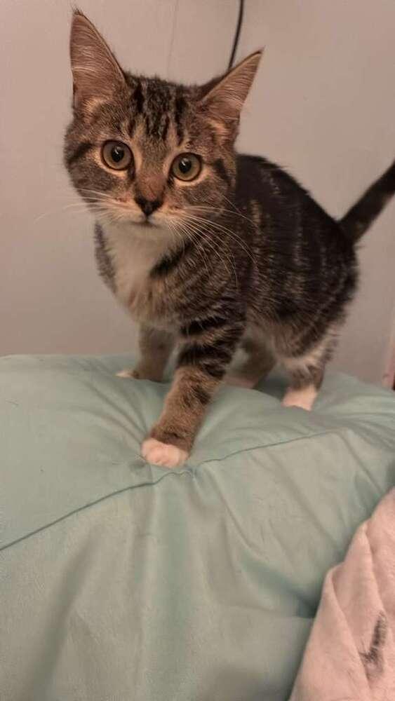 Trix, a Adoptable Domestic Short Hair in Statesboro, GA image 3/3