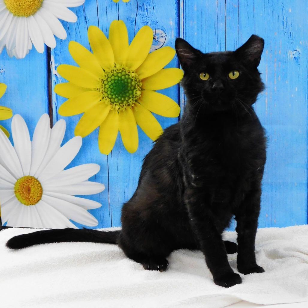 Edgar, Adoptable, Adult Male Domestic Short Hair.