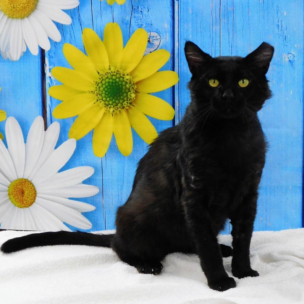 Edgar, a Adoptable Domestic Short Hair in Canton, IL image 2/6