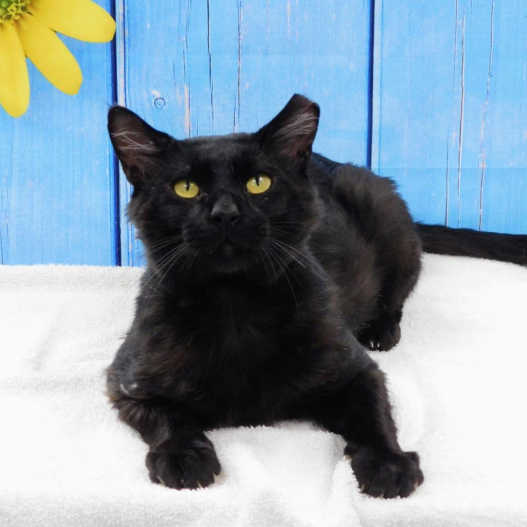 Edgar, a Adoptable Domestic Short Hair in Canton, IL image 3/6