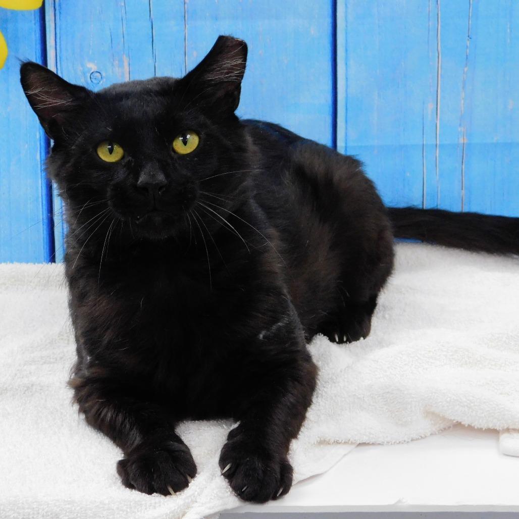 Edgar, a Adoptable Domestic Short Hair in Canton, IL image 4/6