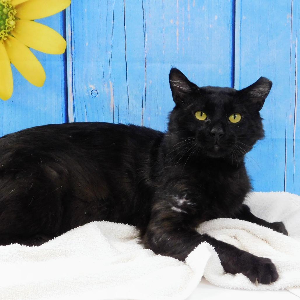 Edgar, a Adoptable Domestic Short Hair in Canton, IL image 5/6
