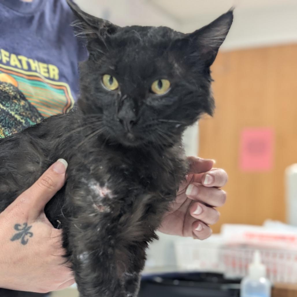 Edgar, a Adoptable Domestic Short Hair in Canton, IL image 6/6
