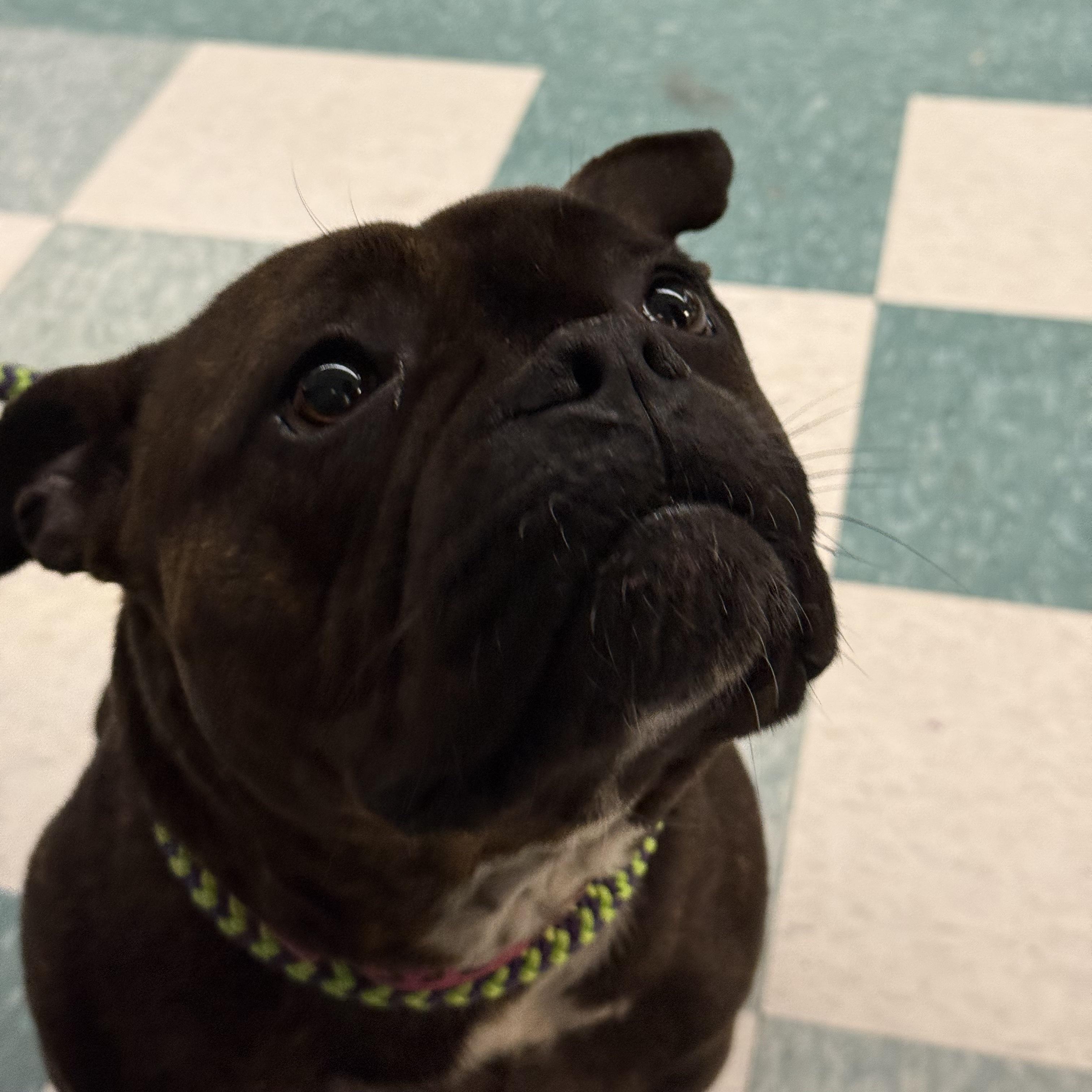 Jo Jo, adopted, Adult Female Bulldog.