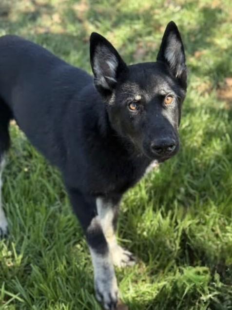 ROSCO, Adoptable, Young Male German Shepherd Dog & Mixed Breed.