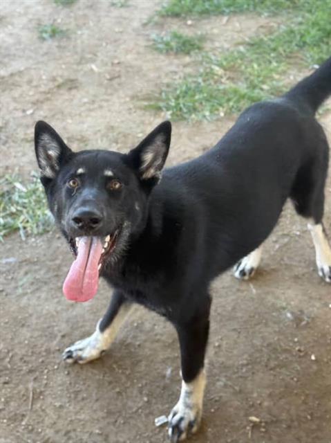 ROSCO, Adoptable, Young Male Siberian Husky & Mixed Breed.