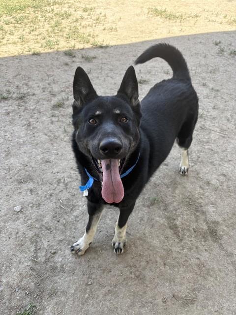 ROSCO, Adoptable, Young Male German Shepherd Dog & Mixed Breed.