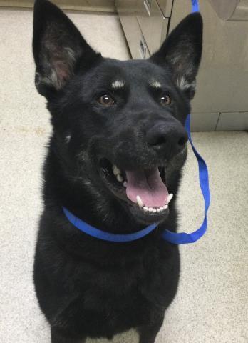 Enlarge ROSCO, a Adoptable mixed breed in Riverside, CA image 1/1