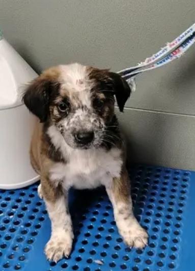 Cookie, a Adopted mixed breed in Bradenton, FL image 2/6