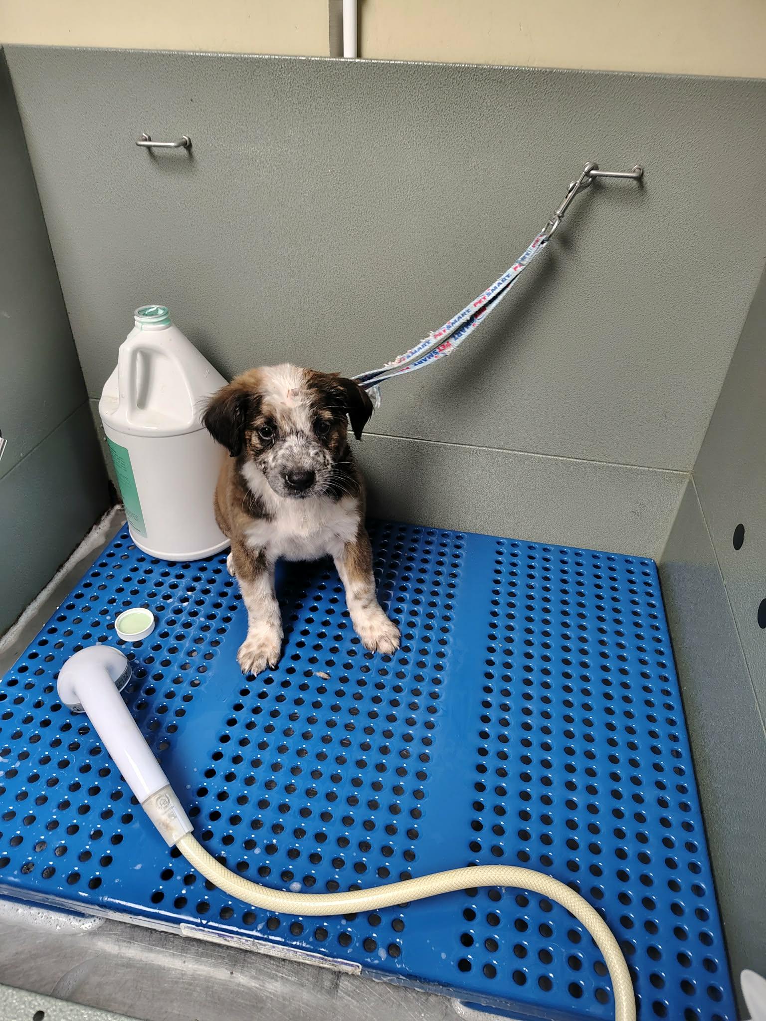 Cookie, a Adopted mixed breed in Bradenton, FL image 3/6