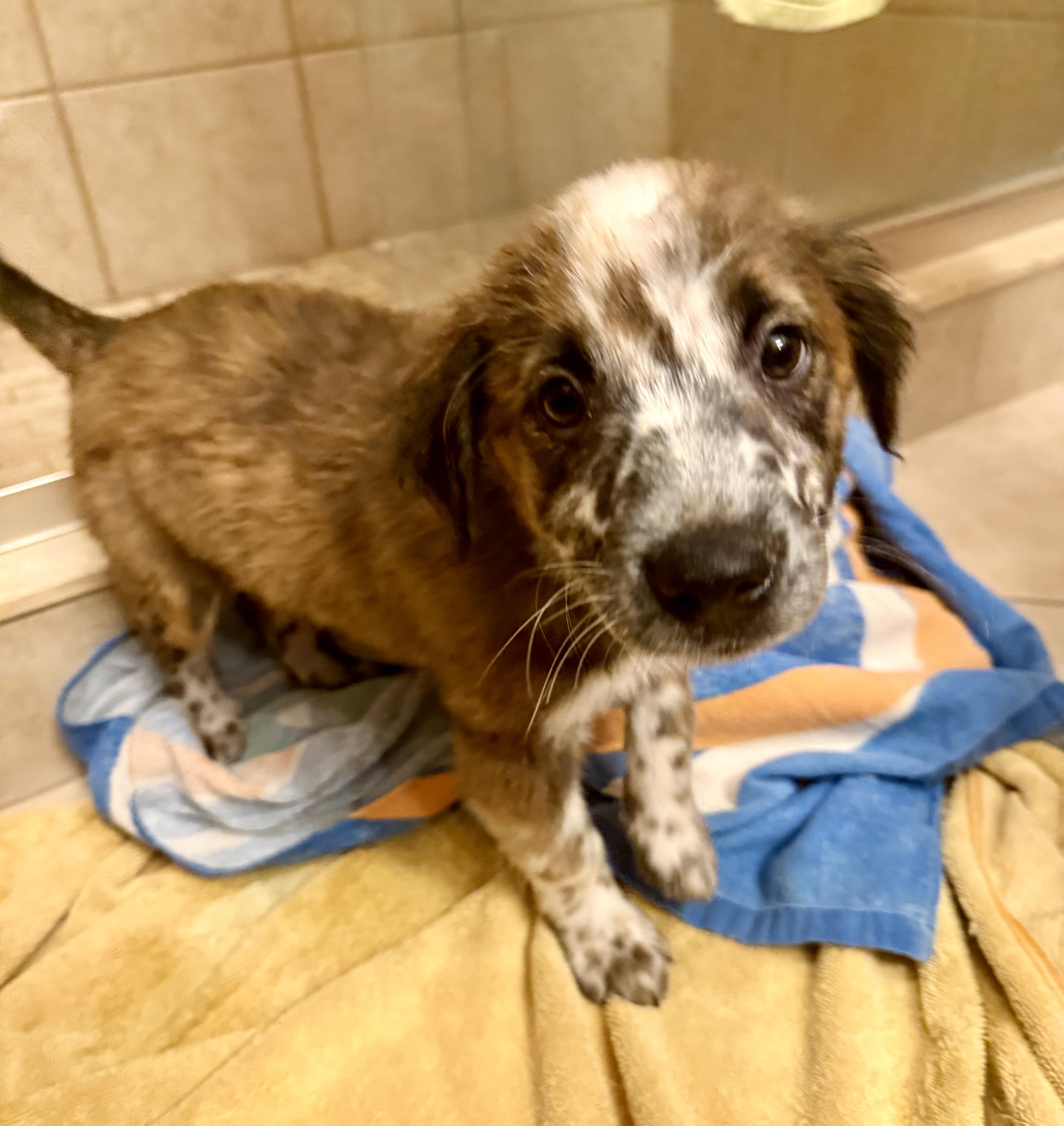 Cookie, a Adopted mixed breed in Bradenton, FL image 4/6