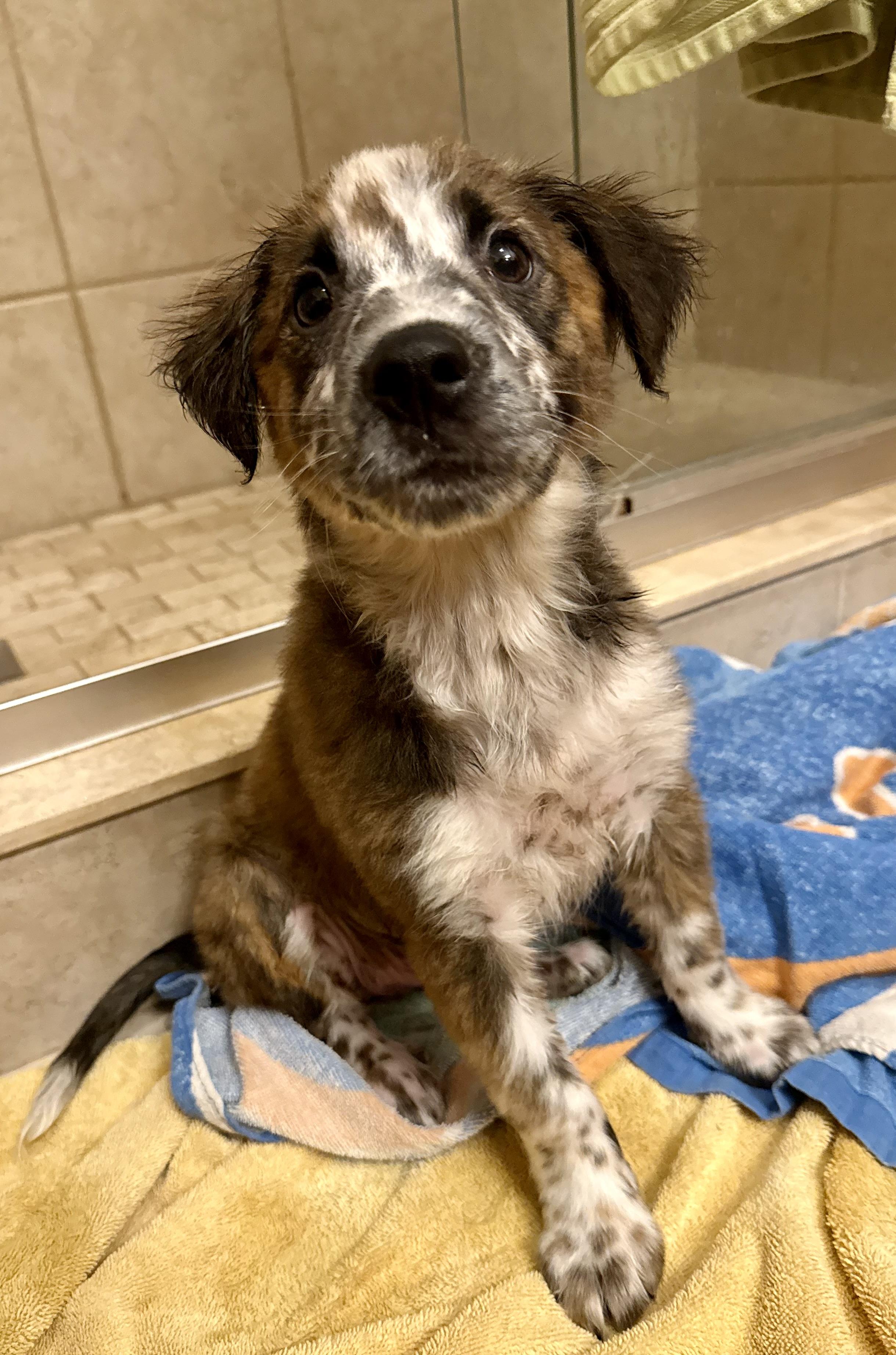 Cookie, a Adopted mixed breed in Bradenton, FL image 5/6