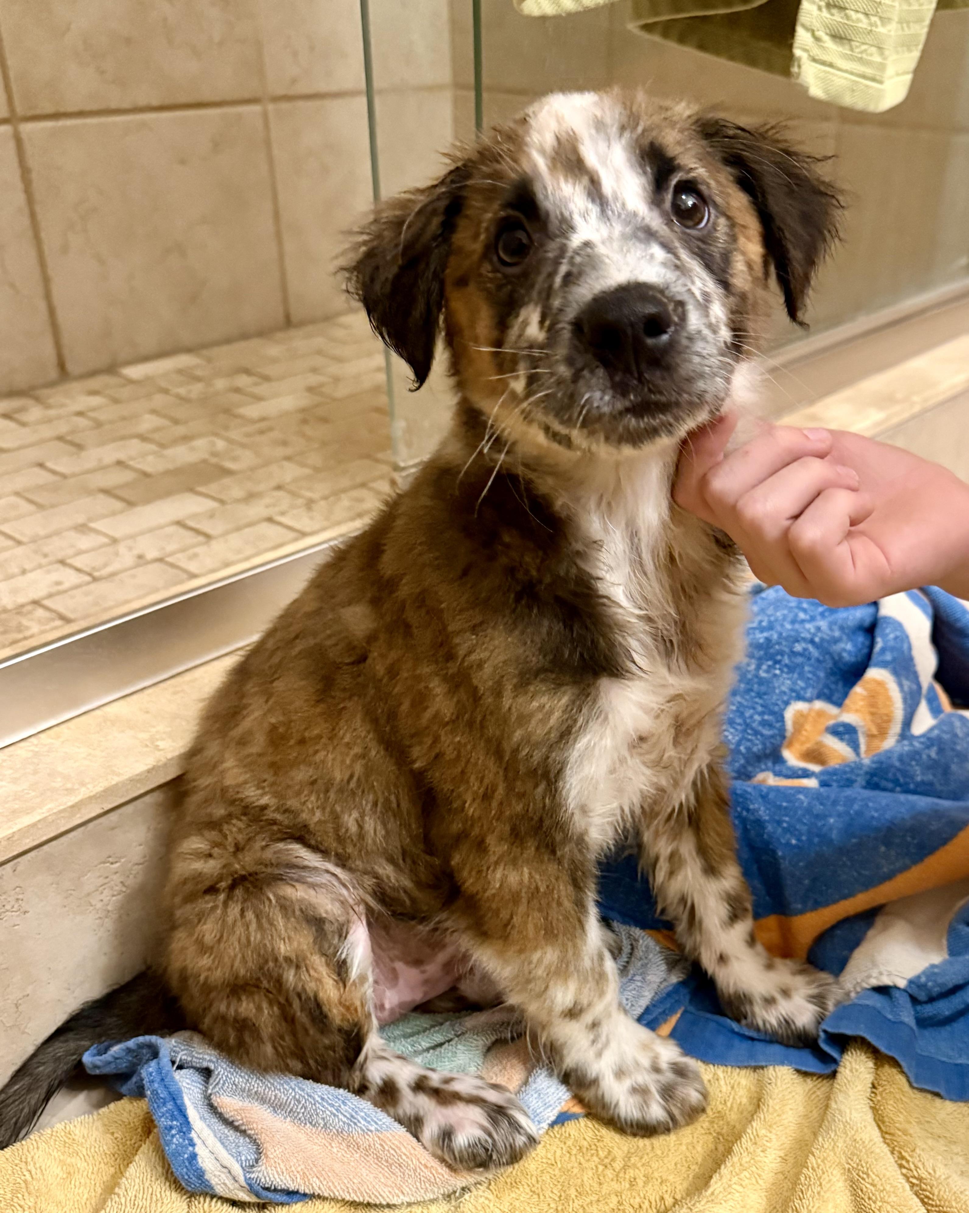 Cookie, a Adopted mixed breed in Bradenton, FL image 6/6