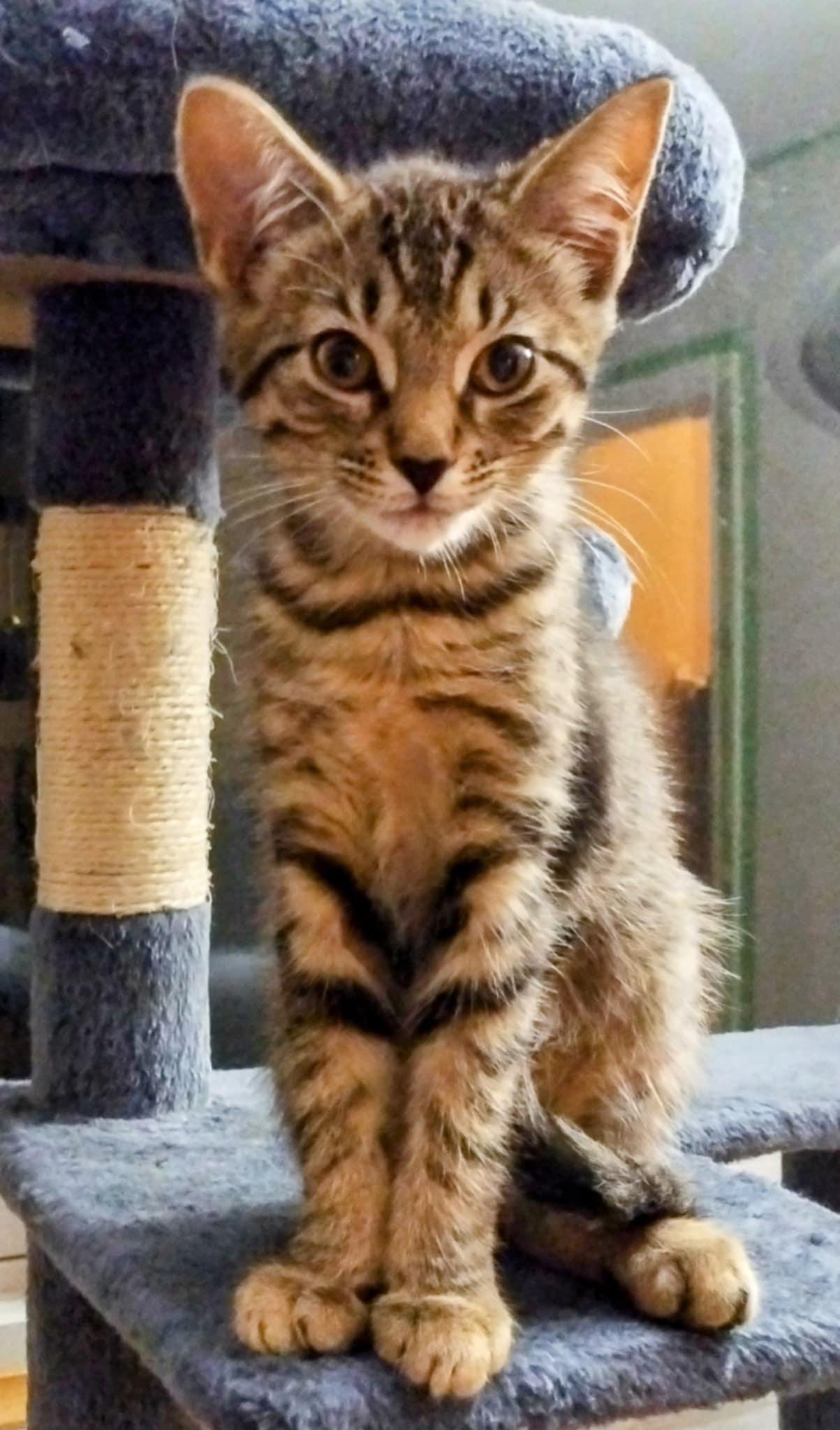 Enlarge Edmund, a Adopted Domestic Short Hair in Fonthill, ON image 2/4