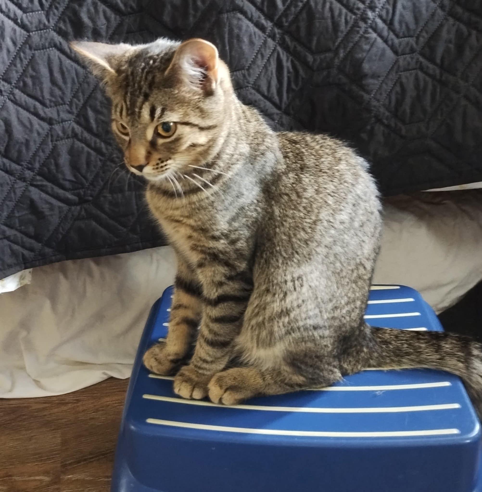 Enlarge Edmund, a Adopted Domestic Short Hair in Fonthill, ON image 3/4