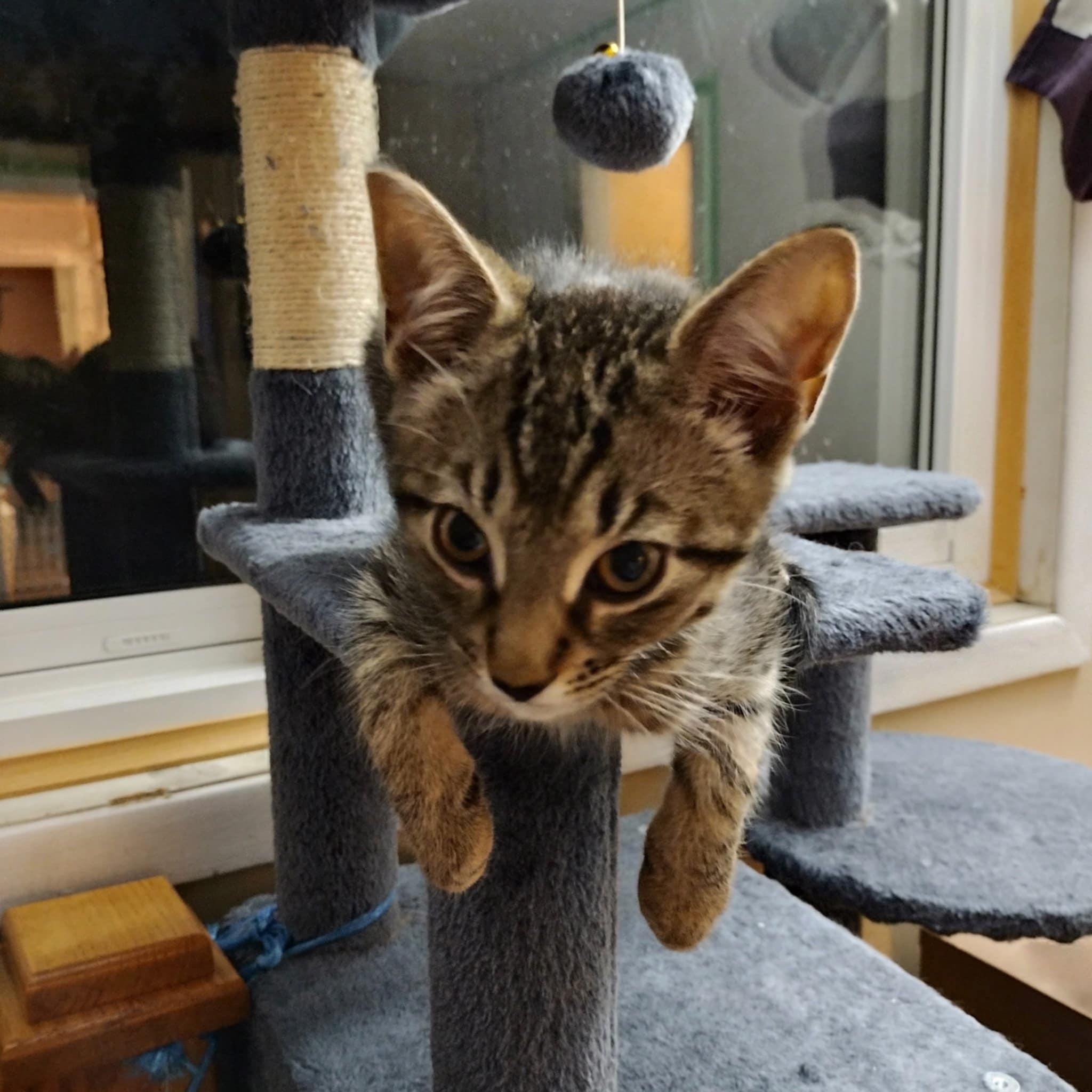 Enlarge Edmund, a Adopted Domestic Short Hair in Fonthill, ON image 4/4