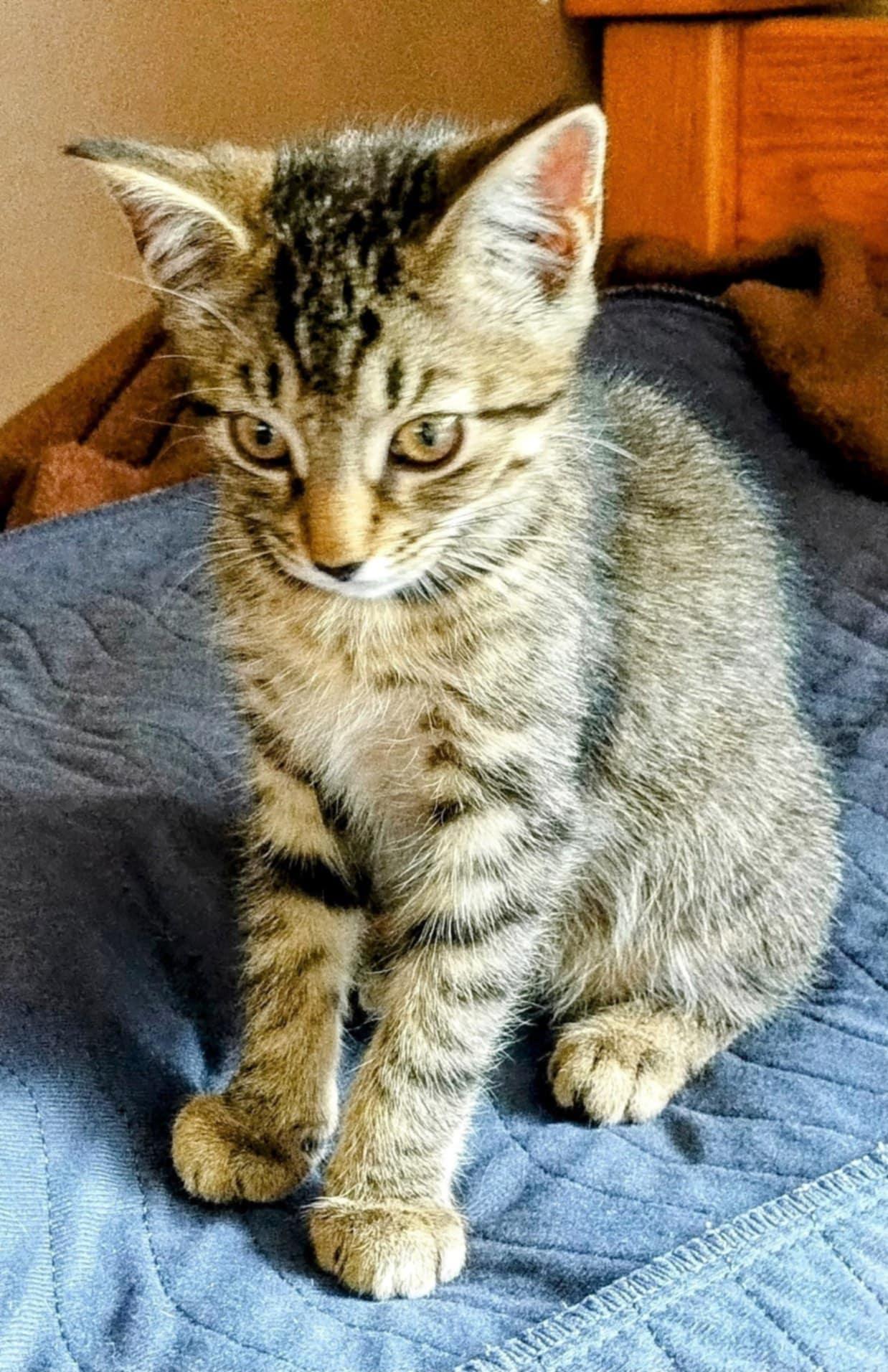 Enlarge Edmund, a Adopted Domestic Short Hair in Fonthill, ON image 1/4