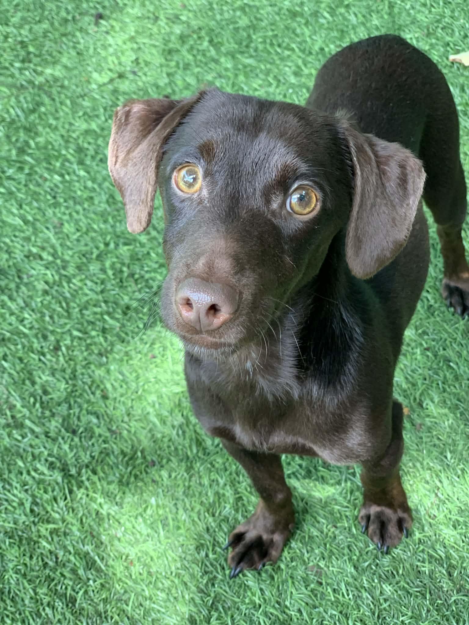 Bruno, adopted, Adult Male Dachshund.
