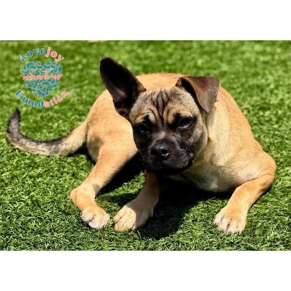 Bats, adopted, Puppy Male French Bulldog & Pug.
