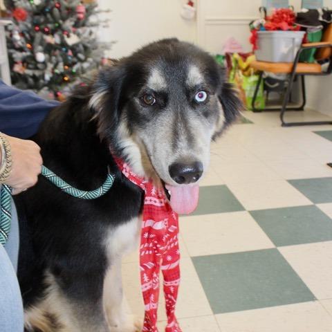 Oogie, Adoptable, Young Male Australian Shepherd & Husky.