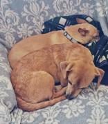 Enlarge Joey, a Adopted mixed breed in Wenatchee, WA image 1/3