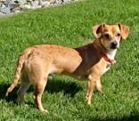 Enlarge Joey, a Adopted mixed breed in Wenatchee, WA image 2/3