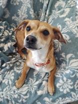 Enlarge Joey, a Adopted mixed breed in Wenatchee, WA image 3/3