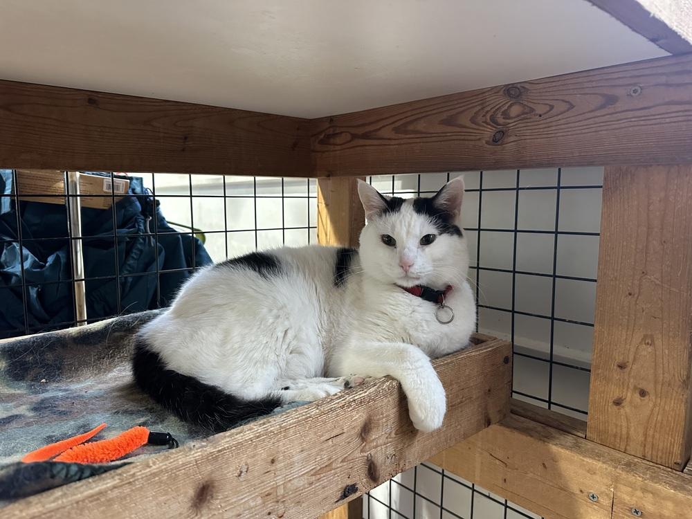 Enlarge Bert, a Adoptable Domestic Short Hair in Germantown, OH image 2/2