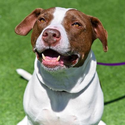 Mr. Pink in Maine, adopted, Adult Male Pit Bull Terrier.