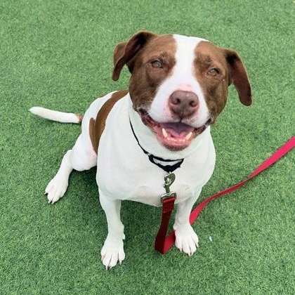 Mr. Pink in Maine, an adopted mixed breed in Portland, ME image 2/2
