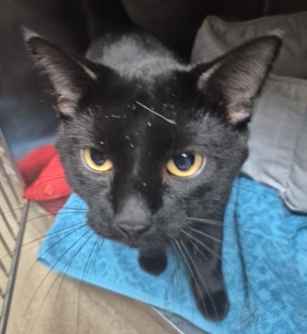 PERCY, Adoptable, Young Male Domestic Short Hair.