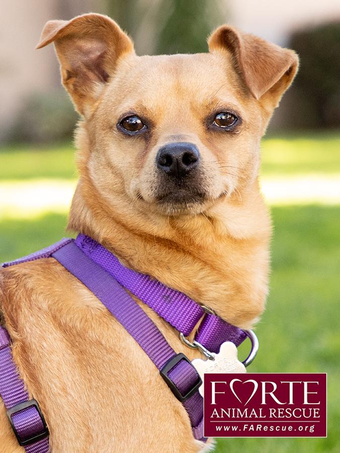 Enlarge Arby, a ADOPTABLE mixed breed in Marina Del Rey, CA image 1/6