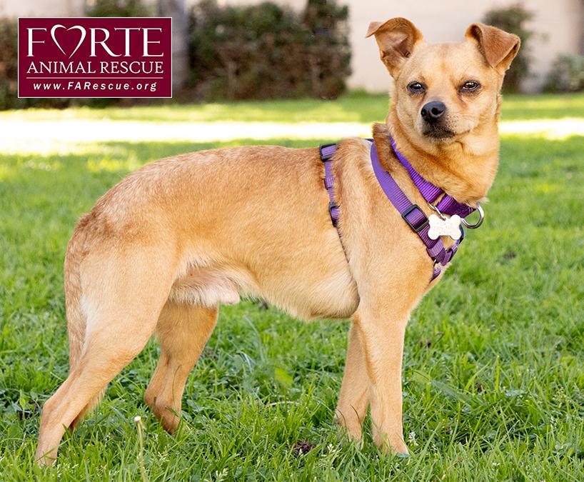 Enlarge Arby, a ADOPTABLE mixed breed in Marina Del Rey, CA image 6/6