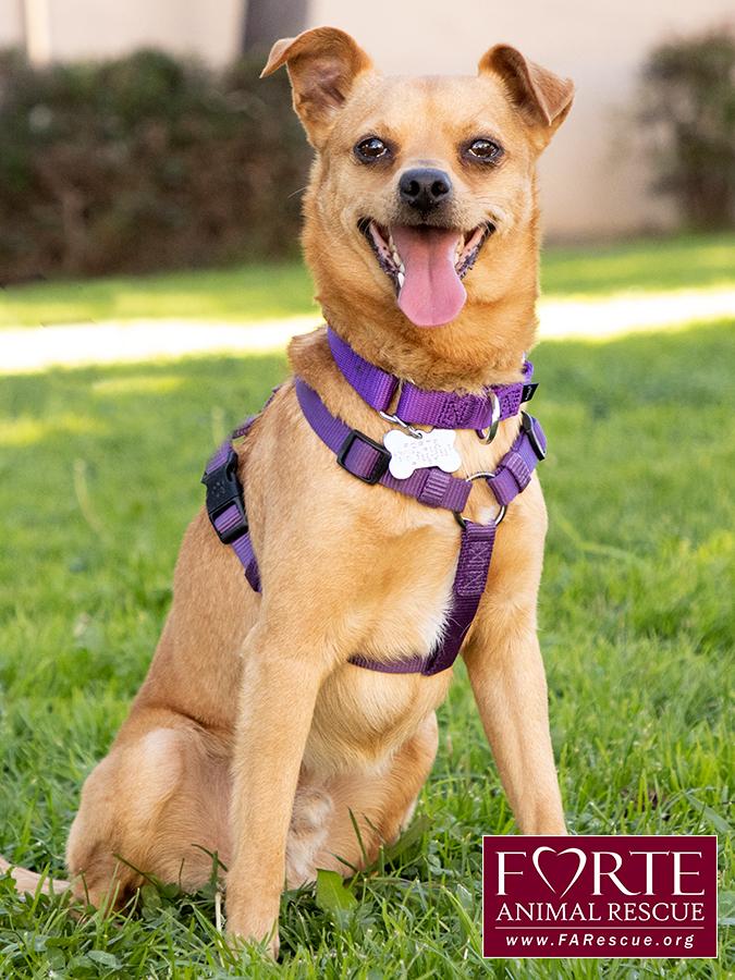 Enlarge Arby, a ADOPTABLE mixed breed in Marina Del Rey, CA image 3/6