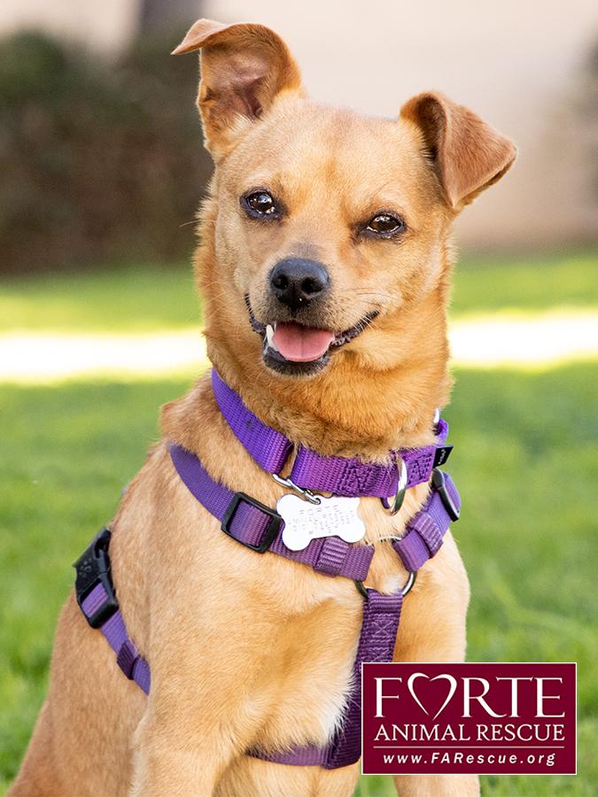 Enlarge Arby, a ADOPTABLE mixed breed in Marina Del Rey, CA image 5/6
