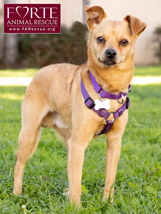 Enlarge Arby, a ADOPTABLE mixed breed in Marina Del Rey, CA image 4/6