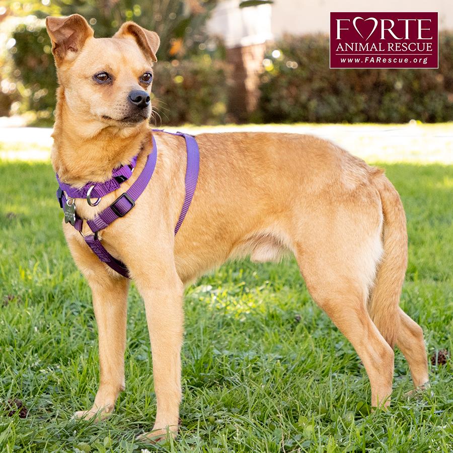 Enlarge Arby, a ADOPTABLE mixed breed in Marina Del Rey, CA image 2/6