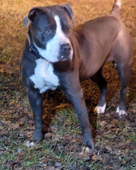 Enlarge G.G., a Adopted mixed breed in phenix city, AL image 1/1