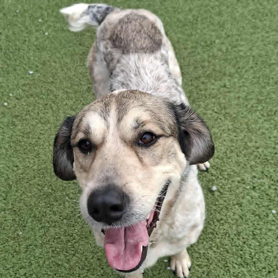 Wendy, Adoptable, Adult Female Bluetick Coonhound & Shepherd.