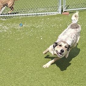 Enlarge Wendy, a Adoptable mixed breed in Hannibal, MO image 2/3