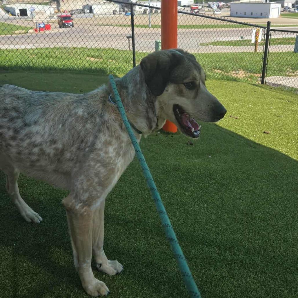 Enlarge Wendy, a Adoptable mixed breed in Hannibal, MO image 3/3