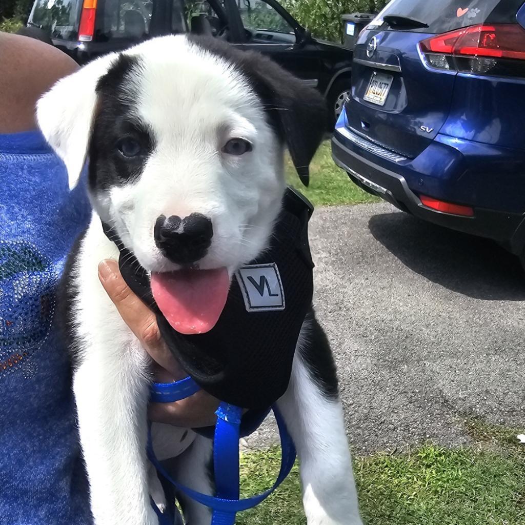 Enlarge Scout, a Adoptable mixed breed in Rossville, GA image 1/4