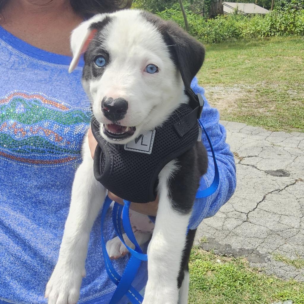 Enlarge Scout, a Adoptable mixed breed in Rossville, GA image 2/4