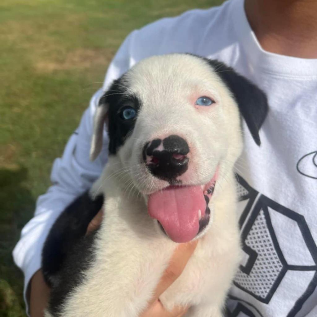 Enlarge Scout, a Adoptable mixed breed in Rossville, GA image 3/4