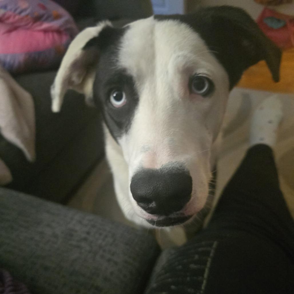 Enlarge Scout, a Adoptable mixed breed in Rossville, GA image 4/4