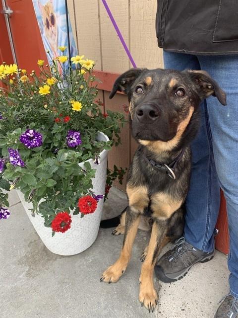 KIZIK, Adoptable, Young Male Husky & Rottweiler.