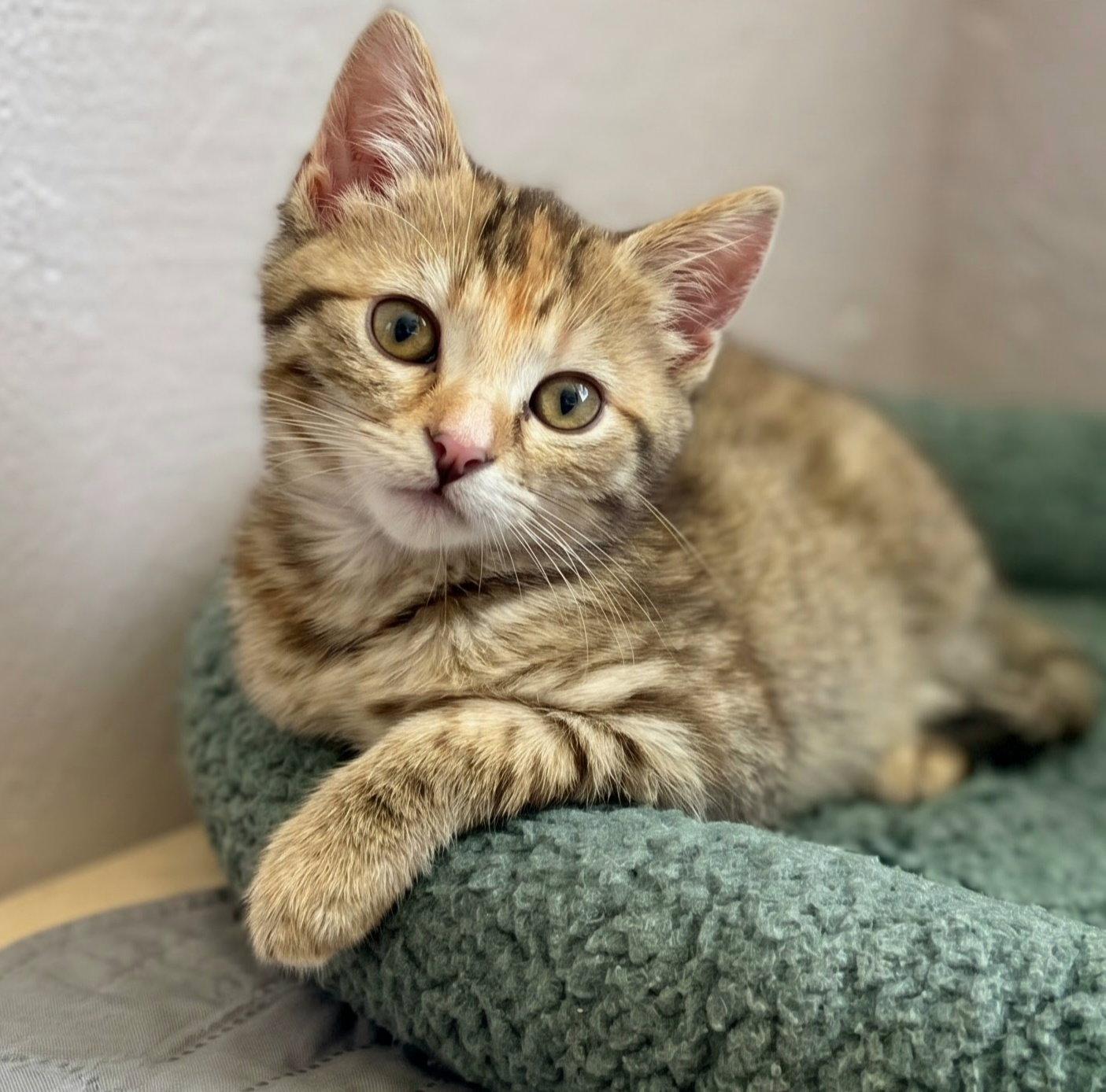 Elora, Adoptable, Kitten Female Torbie & Domestic Short Hair.