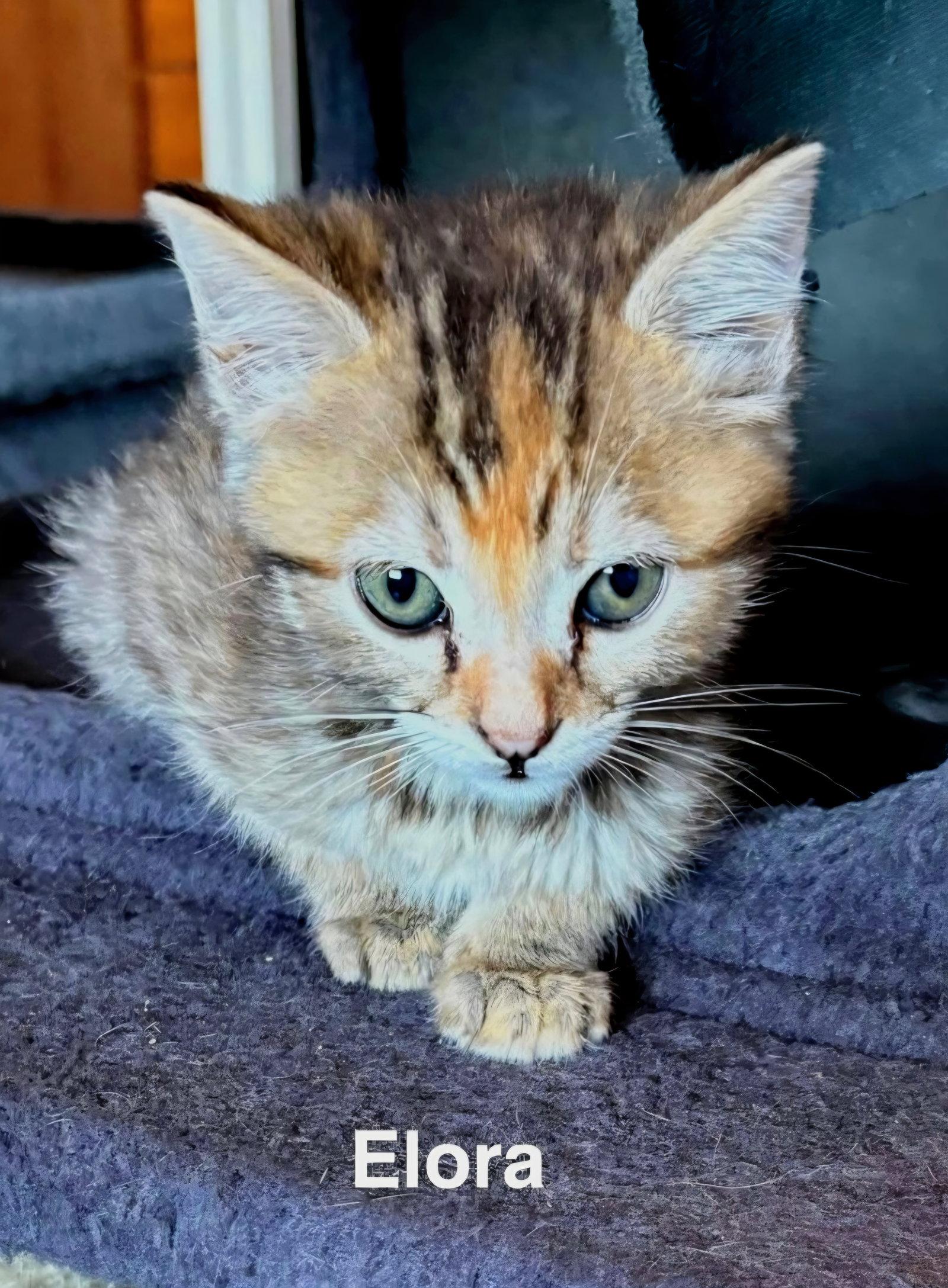 Enlarge Elora, a Adoptable mixed breed in Campbell, CA image 2/3